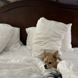 Clarion Pointe - A well rested Pico