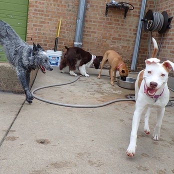 Dog's Life On Damen - Just havin' a blast! - Pet Groomers Near Me - Chicago, Illinois