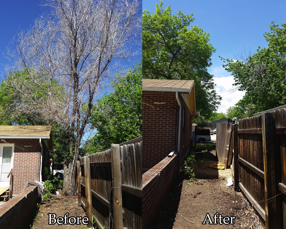 TangleWood Tree and Lawn - tree service in Lakewood, CO