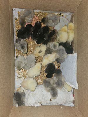 Cackle Hatchery® by null