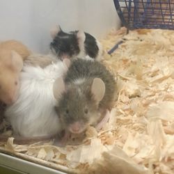 Pet Corral Nutrition Care & Supply Depot - Adoptable mice, so cute!