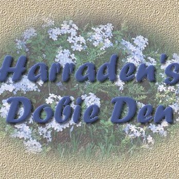 Harraden's Dobieden - Pet Breeders Near Me - Dover, North Carolina