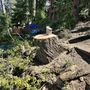 Brother Cisco Tree Service - Removed a white pine that was at risk of being blown over by high winds due to seriously exposed roots and soil erosion. - Tree Services Near Me Brother Cisco Tree Service - Removed a white pine that was at risk of being blown over by high winds due to seriously exposed roots and soil erosion. - Tree Services Near Me