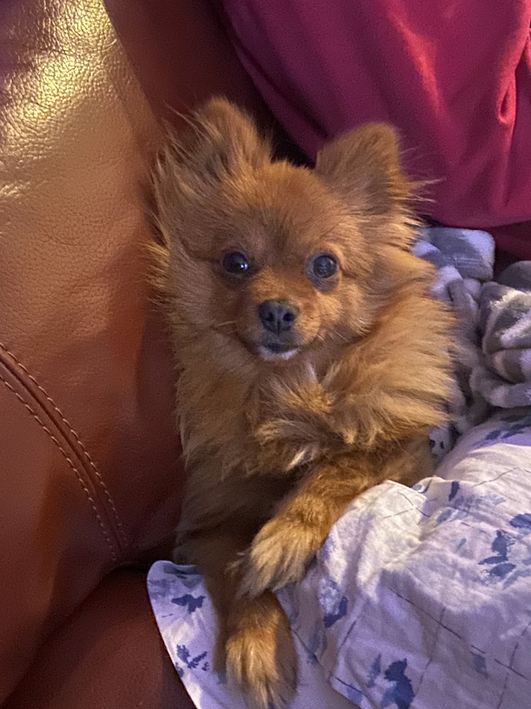 ALL PAWS INN Updated April 2024 12 Photos 3041 Century Dr