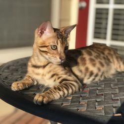 Catsultant - Felix - our bengal