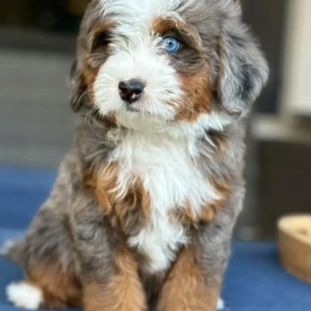 Grand Canyon Bernedoodles - blue tri merle mini bernedoodle - Pet Breeders Near Me Grand Canyon Bernedoodles - blue tri merle mini bernedoodle - Pet Breeders Near Me