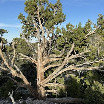Spring Mountain National Recreation Area - Sierra Juniper - Parks Near Me - Las Vegas, Nevada Spring Mountain National Recreation Area - Sierra Juniper - Parks Near Me - Las Vegas, Nevada