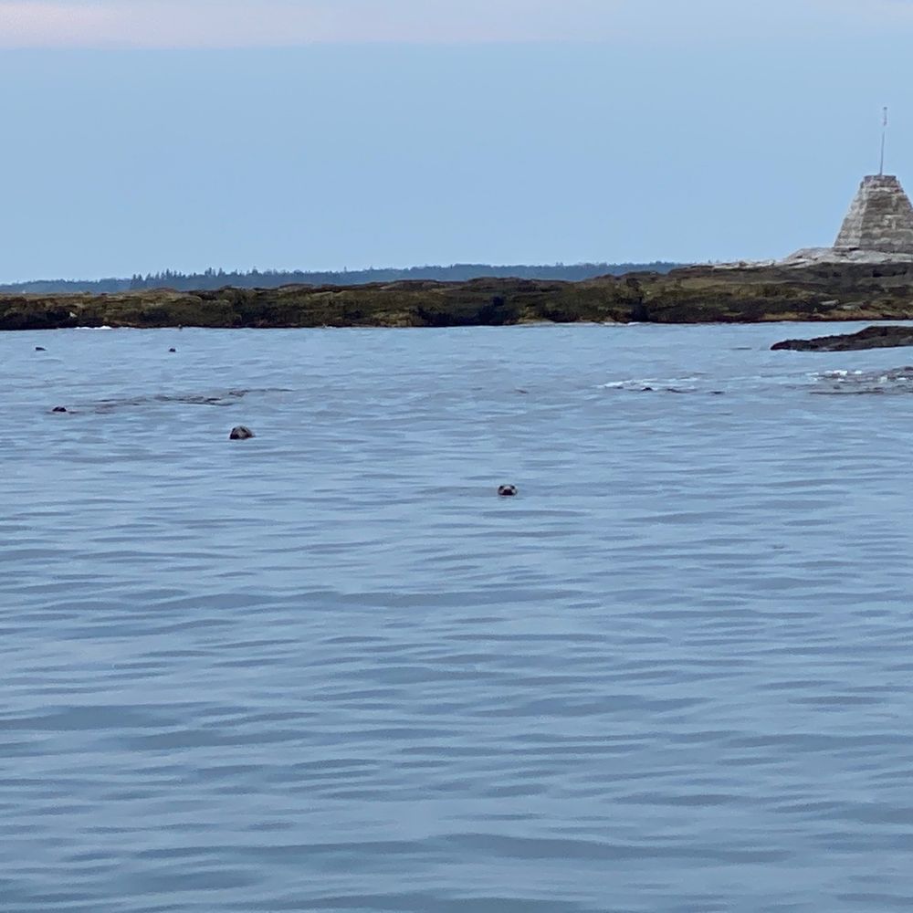 Got to see seals! Got to see seals!