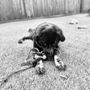 Photo of Call of the Wild Dog Training