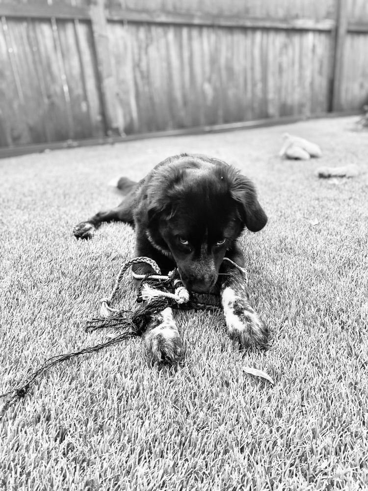 Call of the Wild Dog Training - pet boarding facility in Chicago, IL