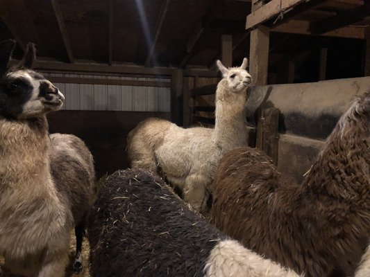 Vashon Llamas by null