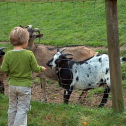 Wild- und Freizeitpark Westerwald - Kind füttert Ziegen im Wildpark Westerwald