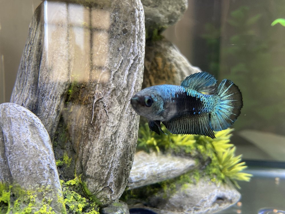 MOONEYE BETTA RESCUE - San Diego, CA - Yelp