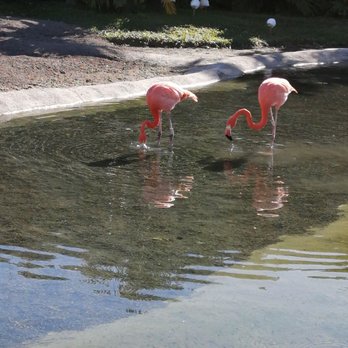 Zoo Miami - Zoos Near Me - Miami, Florida