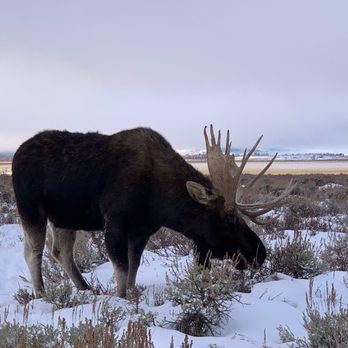 Jackson Hole Wildlife Safaris - Moose - Tours Near Me - Jackson, Wyoming