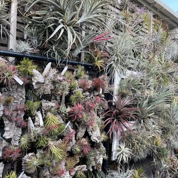 Cuffel Farms - Love the variety of airplants Cuffel Farms offer - Nurseries & Gardening Near Me - San Diego, California Cuffel Farms - Love the variety of airplants Cuffel Farms offer - Nurseries & Gardening Near Me - San Diego, California