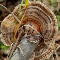 ForageSF Wild Food Walks - Turkey Tail