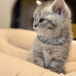 Home Raised Scottish Folds