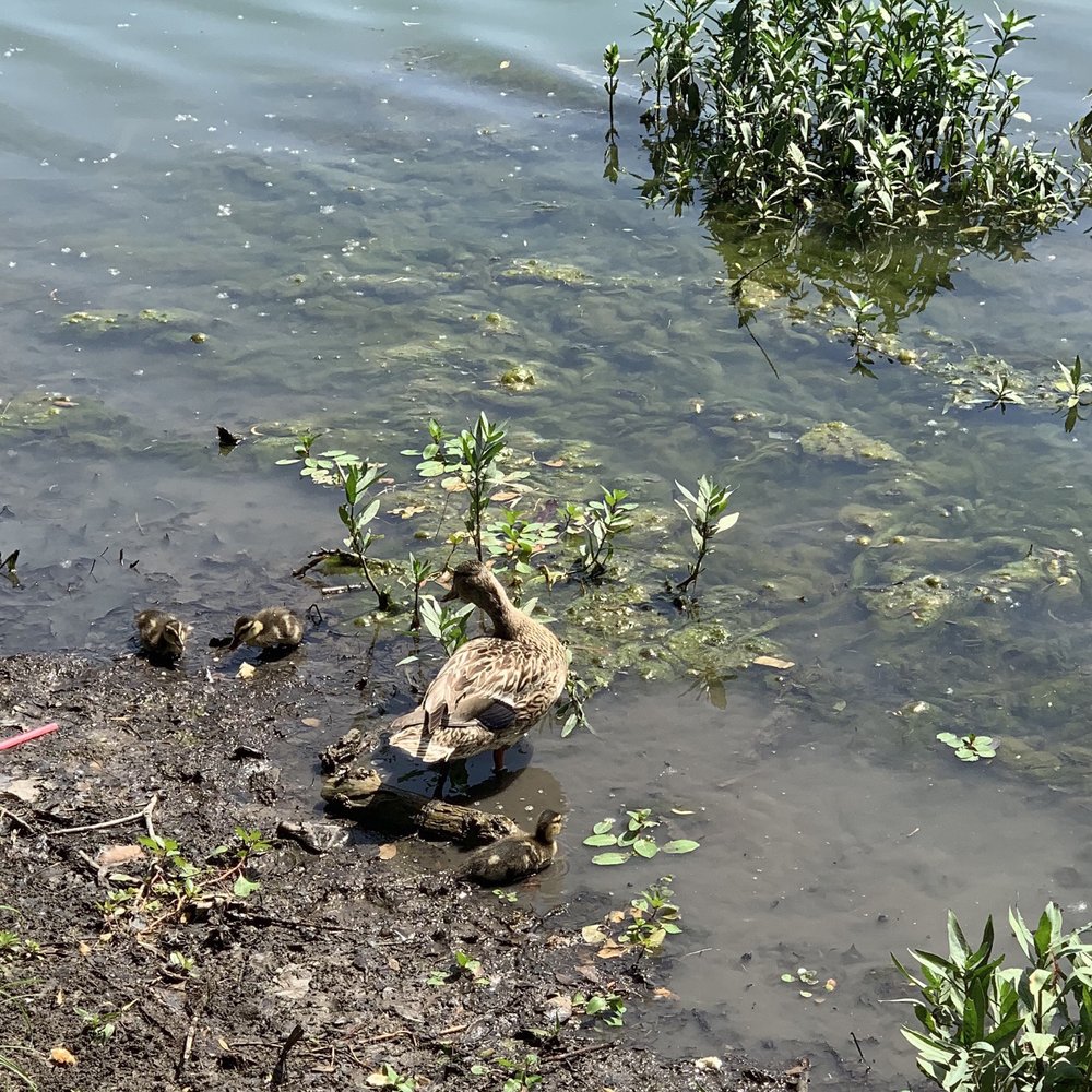 Towne Lake Park - Momma duck and babies - Parks Near Me - McKinney, Texas