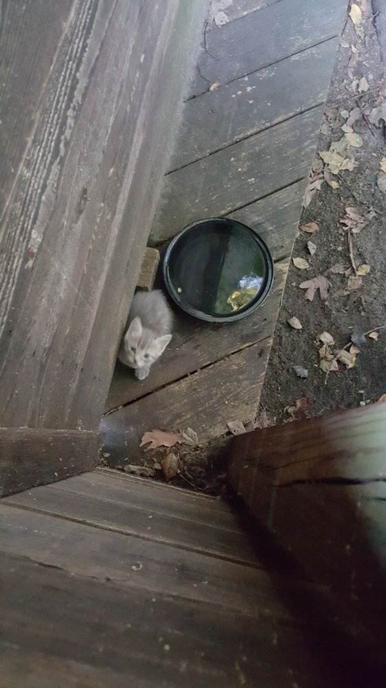 Gloucester County Animal Shelter Image