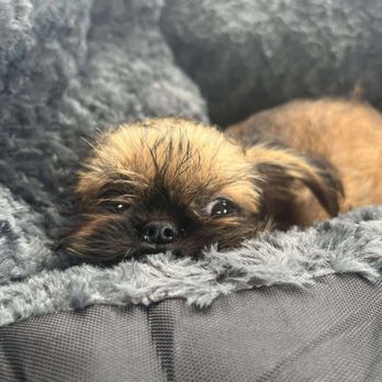 Precious Paws Brussels Griffons - Pets Near Me Precious Paws Brussels Griffons - Pets Near Me