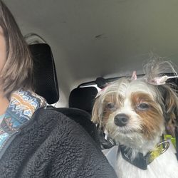 Hair of The Dog K9 Salon - Poor Miso. what did you do to her?????