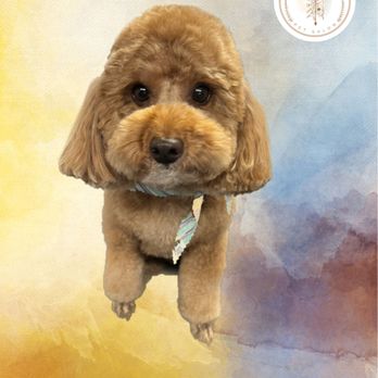 Sugar Paws Pet Salon - Pet Groomers Near Me - Dublin, California Sugar Paws Pet Salon - Pet Groomers Near Me - Dublin, California
