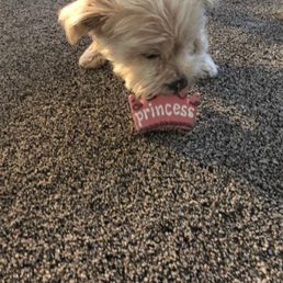 Northwest Pets in Eagle, Idaho: Princess cookie treat. Northwest Pets in Eagle, Idaho: Princess cookie treat.