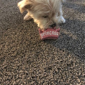 Northwest Pets - Northwest Pets in Eagle, Idaho: Princess cookie treat. - Pet Stores Near Me - Eagle, Idaho Northwest Pets - Northwest Pets in Eagle, Idaho: Princess cookie treat. - Pet Stores Near Me - Eagle, Idaho