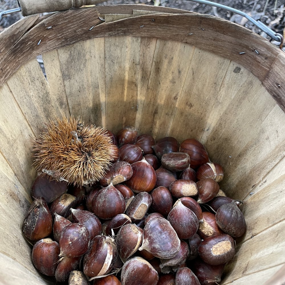 Skyline Chestnuts Orchard - Pick Your Own Farms Near Me - La Honda, California Skyline Chestnuts Orchard - Pick Your Own Farms Near Me - La Honda, California
