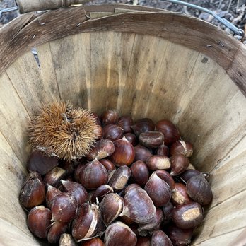 Skyline Chestnuts Orchard - Pick Your Own Farms Near Me - La Honda, California Skyline Chestnuts Orchard - Pick Your Own Farms Near Me - La Honda, California