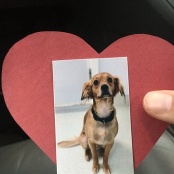 Villa la Paws - A valentine my dog so kindly made - Pet Sitting Near Me - Maple Shade, New Jersey Villa la Paws - A valentine my dog so kindly made - Pet Sitting Near Me - Maple Shade, New Jersey