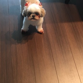 Hot Doggy Dos - Pet Groomers Near Me