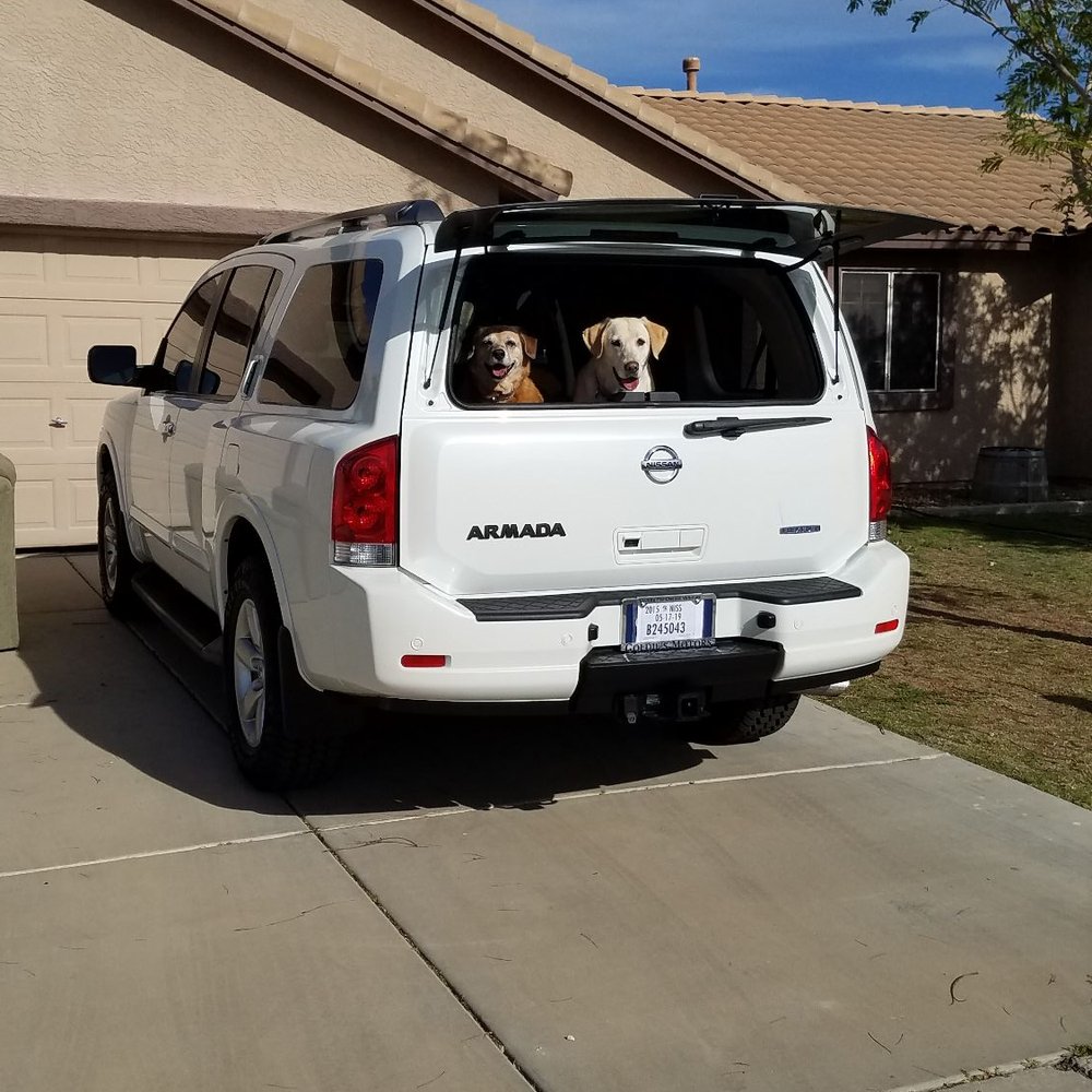 Goldie's Motors - Got to love dog looking out the back window of their brand new Nissan Armada from Goldie's car sales - Used Car Dealers Near Me - Mesa, Arizona Goldie's Motors - Got to love dog looking out the back window of their brand new Nissan Armada from Goldie's car sales - Used Car Dealers Near Me - Mesa, Arizona