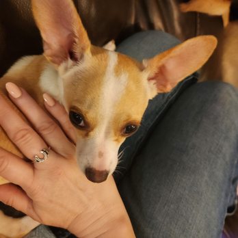 Zen Pedi Spa - Cooper loved my blush nails, too! - Nail Salons Near Me - Mansfield, Texas Zen Pedi Spa - Cooper loved my blush nails, too! - Nail Salons Near Me - Mansfield, Texas