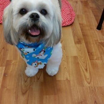 Classy Cuts Pet Grooming - Pet Groomers Near Me