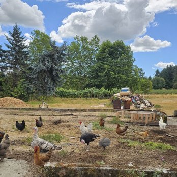 Bode Farms Rescue & Sanctuary - Lots of chickens, roosters, turkeys - Campgrounds Near Me - Ferndale , Washington Bode Farms Rescue & Sanctuary - Lots of chickens, roosters, turkeys - Campgrounds Near Me - Ferndale , Washington