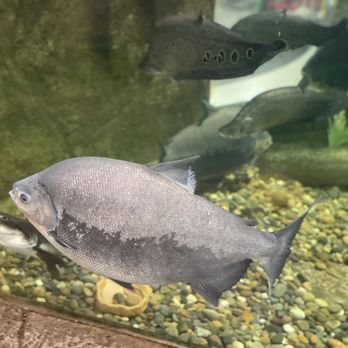 SeaQuest - Folsom - Aquariums Near Me - Folsom, California SeaQuest - Folsom - Aquariums Near Me - Folsom, California