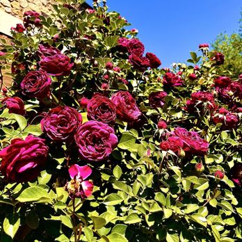 Niner Wine Estates - Roses in the Chef's Garden. - Wine Tasting Room Near Me - Paso Robles, California