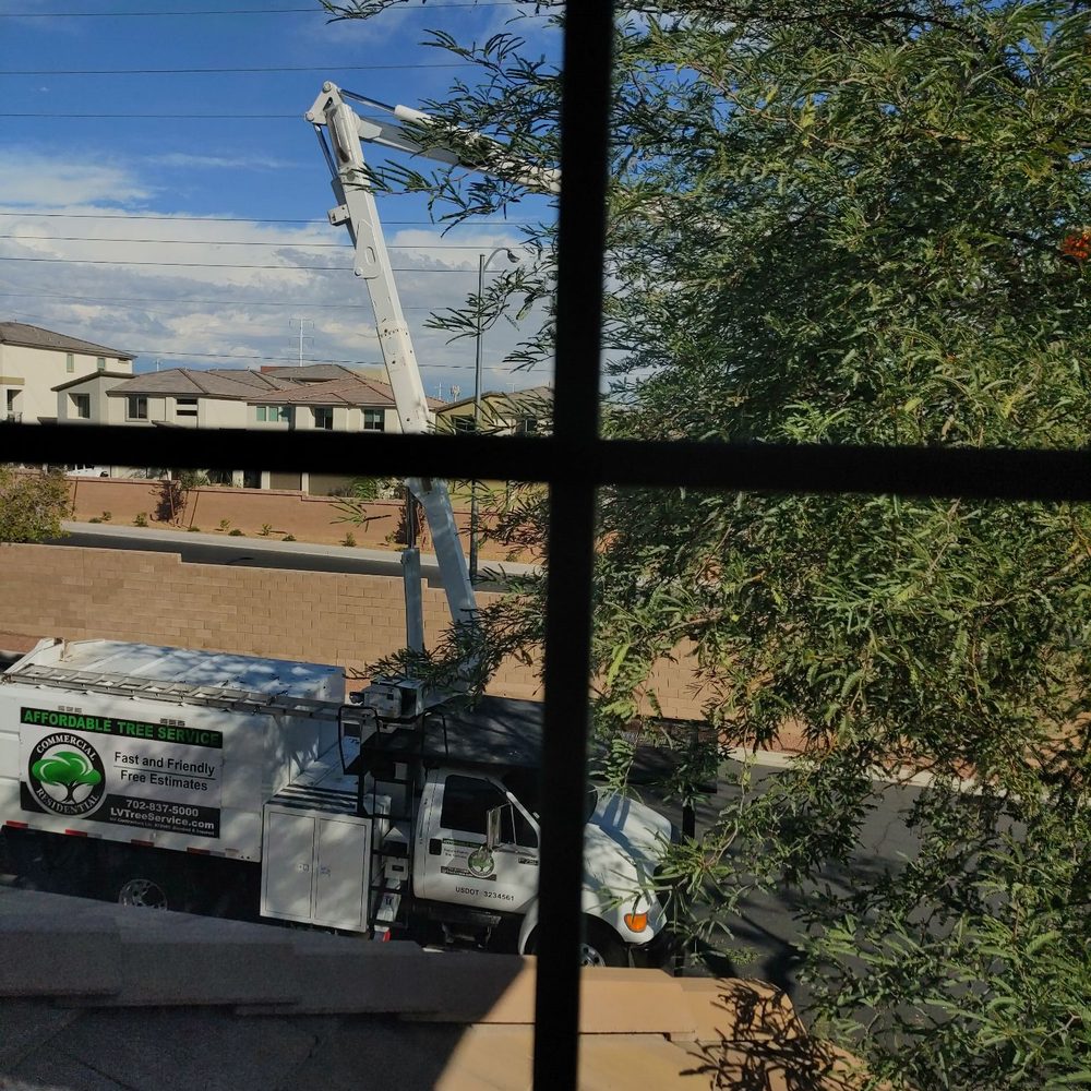 Affordable Tree Service - Tree Services Near Me - Las Vegas, Nevada Affordable Tree Service - Tree Services Near Me - Las Vegas, Nevada