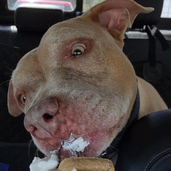 Double O’s Coffee - The best pup cups! - Coffee & Tea Near Me - Apopka, Florida