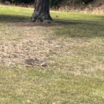 Seven Hills Park - Gophers everywhere - Parks Near Me - Union City, California Seven Hills Park - Gophers everywhere - Parks Near Me - Union City, California