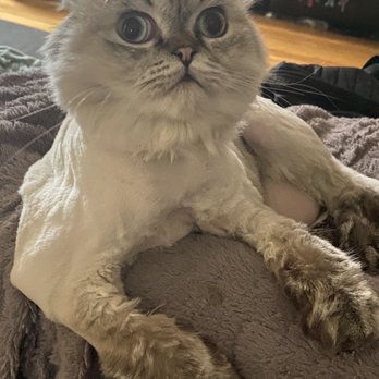 Fluffy Paws - Oliver after the Lion cut. - Pet Groomers Near Me - Brooklyn, New York