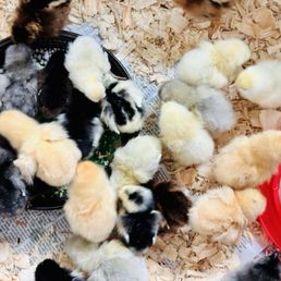 26 Laying Hens of varying breeds