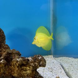 Captive bred yellow tang
