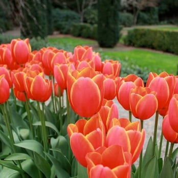 Filoli - Blood Orange Tulips - Botanical Gardens Near Me - Woodside, California Filoli - Blood Orange Tulips - Botanical Gardens Near Me - Woodside, California