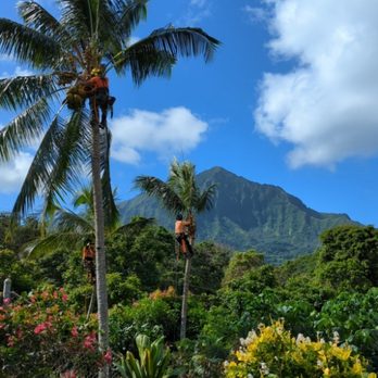 Island Trees - Coconut palm maintenance trimming - Tree Services Near Me Island Trees - Coconut palm maintenance trimming - Tree Services Near Me