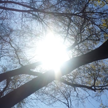 Doss Park - The sun peeking through... - Parks Near Me - Houston, Texas Doss Park - The sun peeking through... - Parks Near Me - Houston, Texas