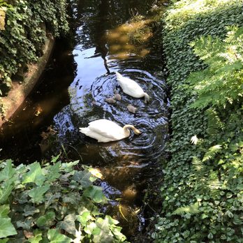 Quinta da Aveleda - Swans and three babies - Wineries Near Me - Penafiel, 13