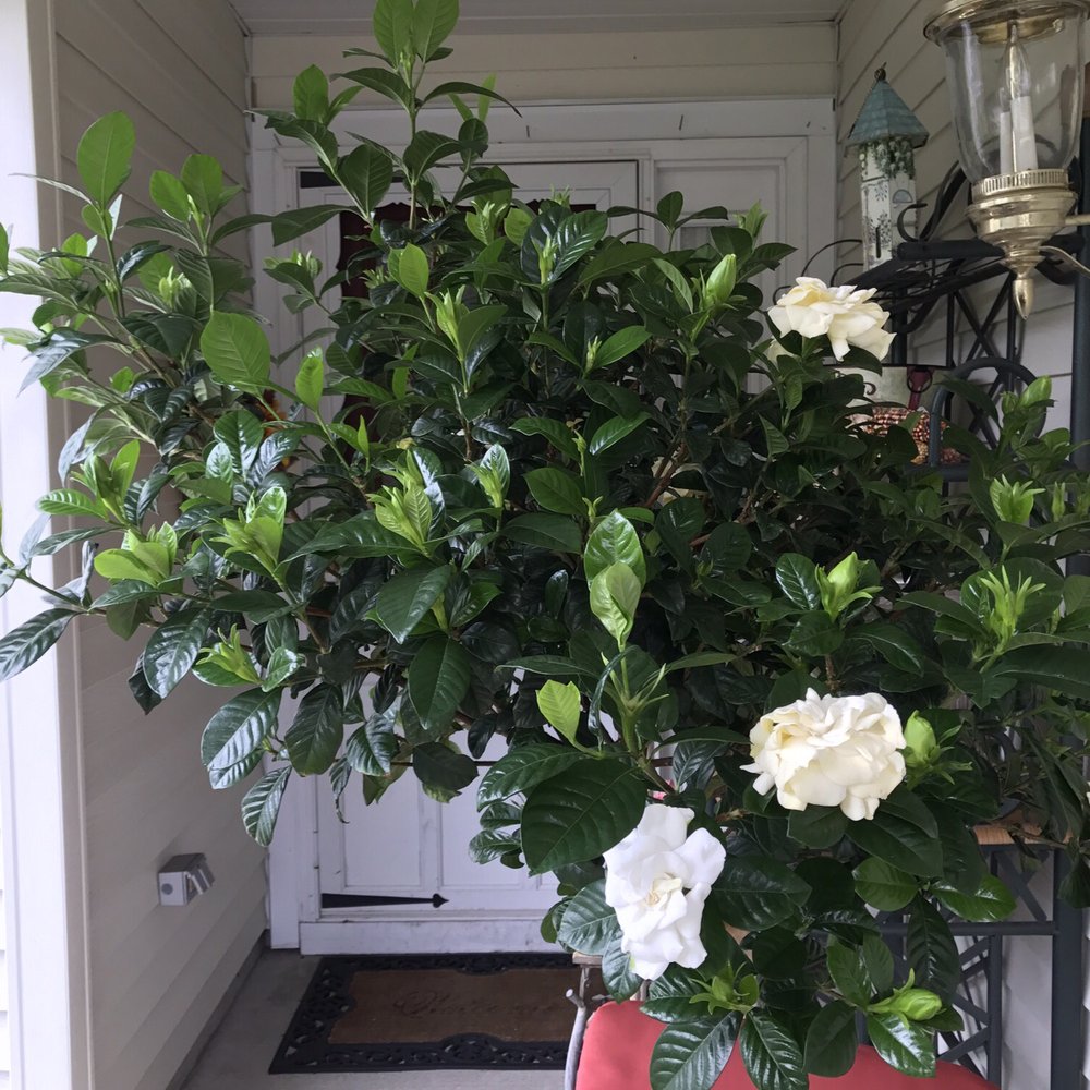 This is my beautiful Gardinia tree which I bought @ Margaret's florist   In Miller Place.  Great shop